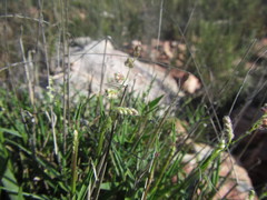 Urochloa serrata