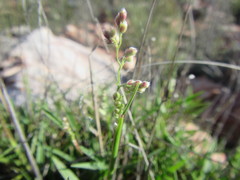 Urochloa serrata