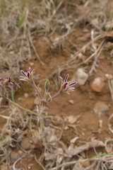Pelargonium pilosellifolium
