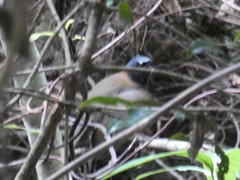 Pterorhinus chinensis monachus