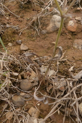 Pelargonium pilosellifolium