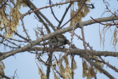 Emberiza citrinella