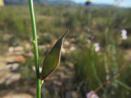 Image of Heliophila glauca by (c) douglaseustonbrown, some rights reserved (CC BY-SA)