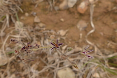 Pelargonium pilosellifolium
