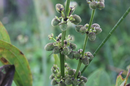 Ruffled Sword Plant (Echinodorus subalatus)