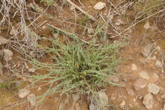 Muraltia muraltioides