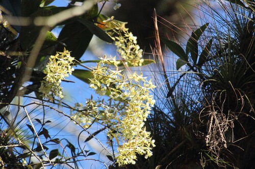 Epidendrum stamfordianum, photograph 5