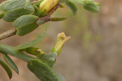 Muraltia muraltioides