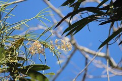 Epidendrum stamfordianum, photograph (c) Ricard Busquets Reverte, some rights reserved (CC BY)