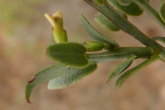 Muraltia muraltioides