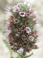 Echiostachys ecklonianus