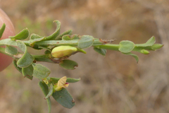 Muraltia muraltioides