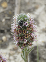 Echiostachys ecklonianus