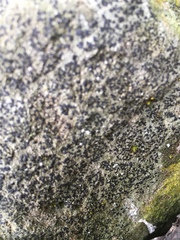 Tephromelataceae