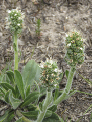 Echiostachys ecklonianus