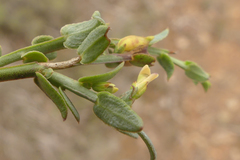 Muraltia muraltioides