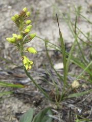 Tritoniopsis parviflora