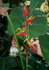 Heliconia schiedeana