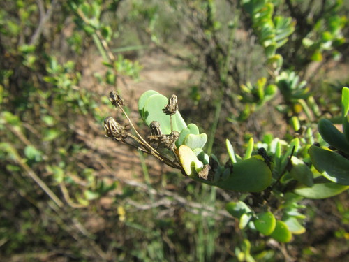 Image of Hertia kraussii by (c) douglaseustonbrown, some rights reserved (CC BY-SA)