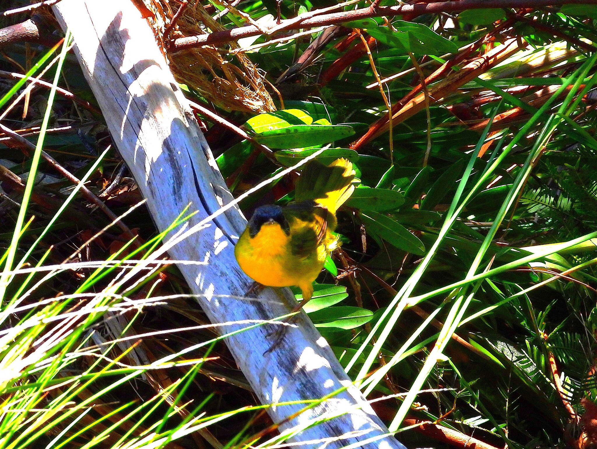 Southern Yellowthroat (Geothlypis velata), photo 8