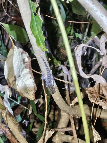 Cyrtodactylus marmoratus