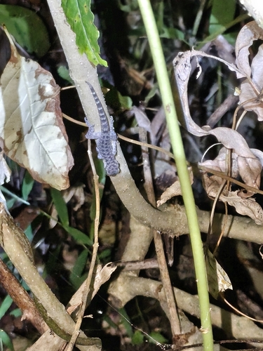 Cyrtodactylus marmoratus