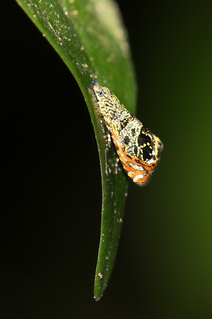Debaratania