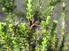 Euchaetis vallis-simiae
