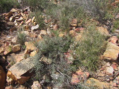 Chascanum cuneifolium