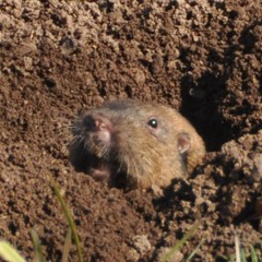 Thomomys