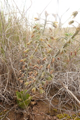 Ledebouria ovalifolia