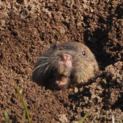 Thomomys