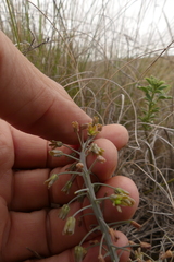 Ledebouria ovalifolia