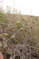 Ledebouria ovalifolia