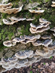 Trametes versicolor