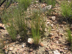 Schoenus submarginalis