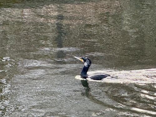 Great Cormorant