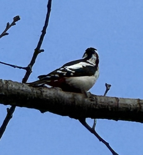 Great Spotted Woodpecker