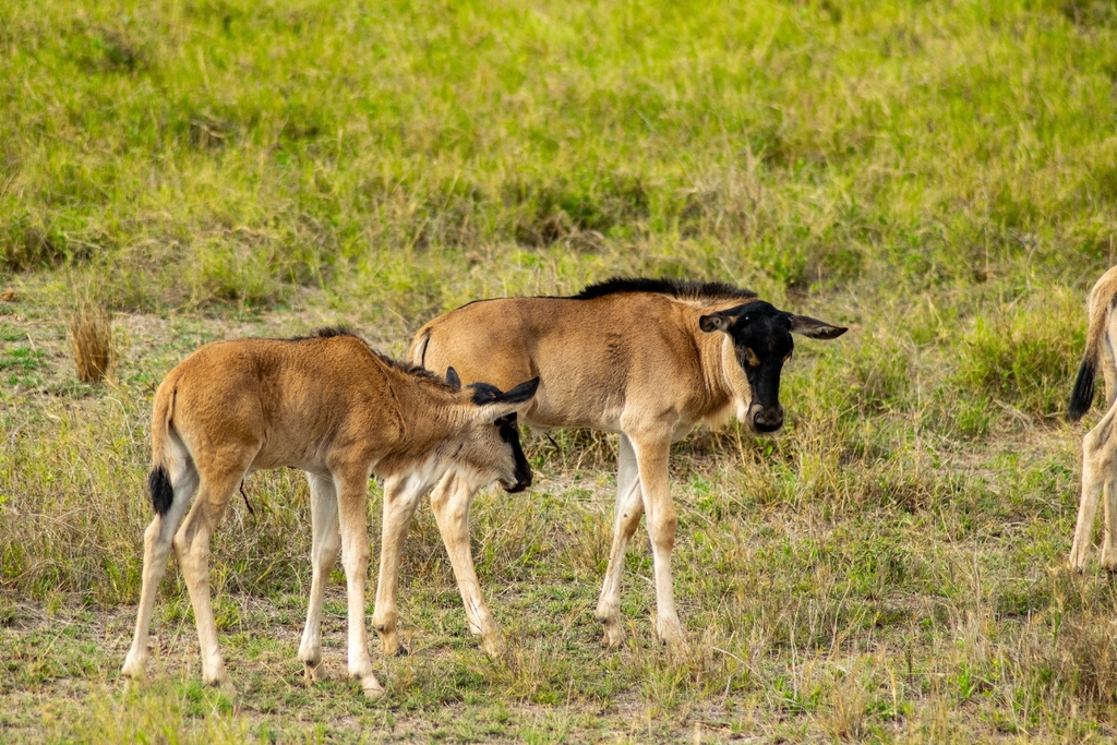Connochaetes taurinus albojubatus, Amboseli National Park, by selienn