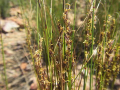 Schoenus submarginalis
