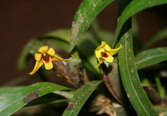 Maxillaria variabilis