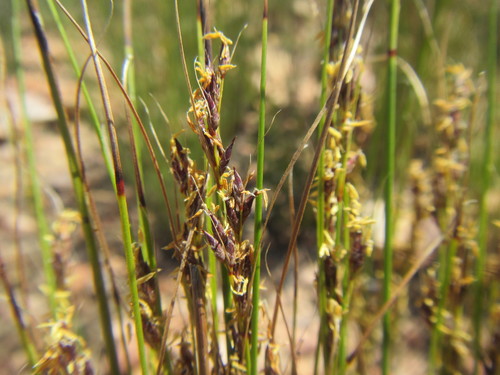Image of Schoenus submarginalis by (c) douglaseustonbrown, some rights reserved (CC BY-SA)