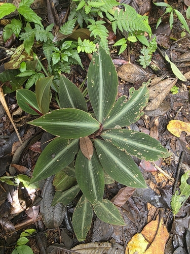 Costus laevis