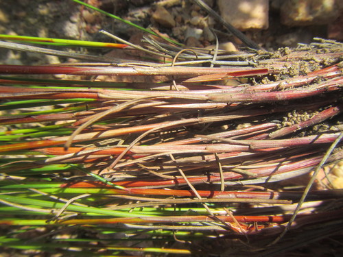 Image of Schoenus submarginalis by (c) douglaseustonbrown, some rights reserved (CC BY-SA)