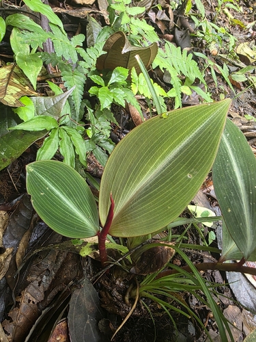 Costus laevis, photograph 2