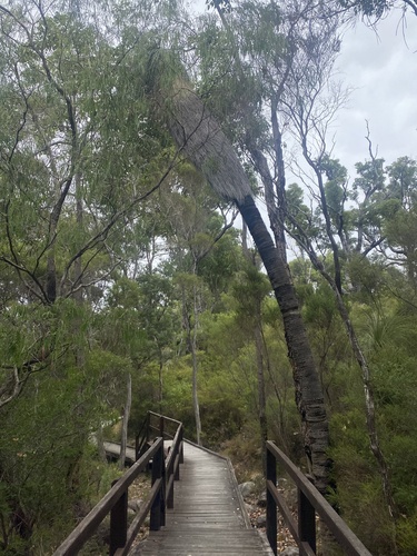 bullanock (Kingia australis)