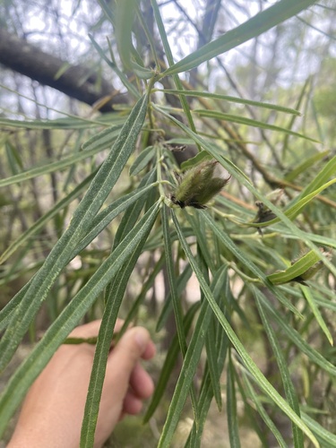 Native Willow (Callistachys lanceolata)