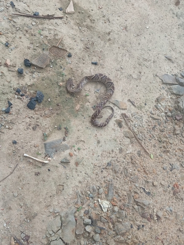 Wagler's Snake