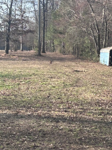 Groundhog observed by m_malone21