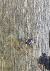 Sinopla perpunctatus